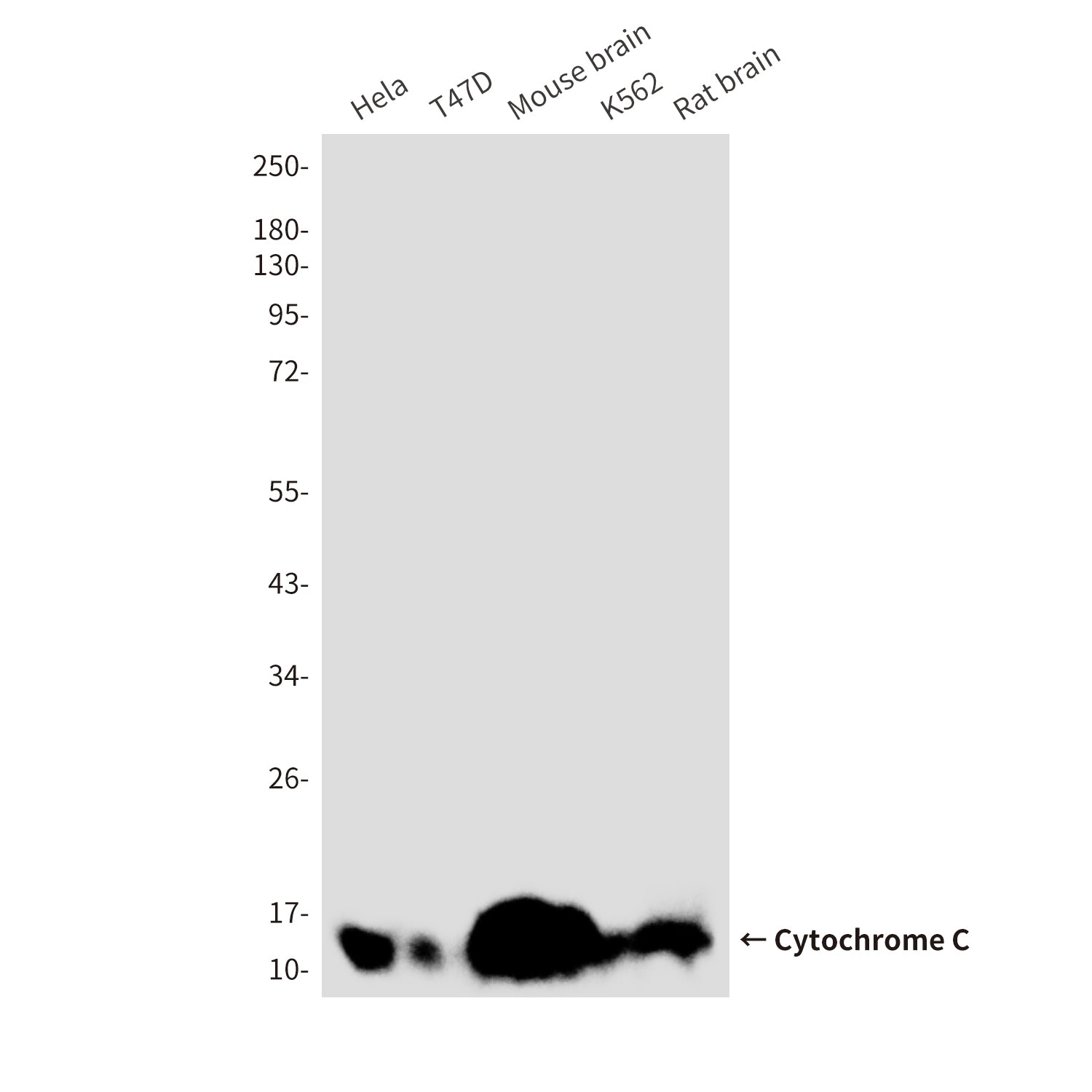 Anti-Cytochrome C (7C10) Mouse Monoclonal Antibody