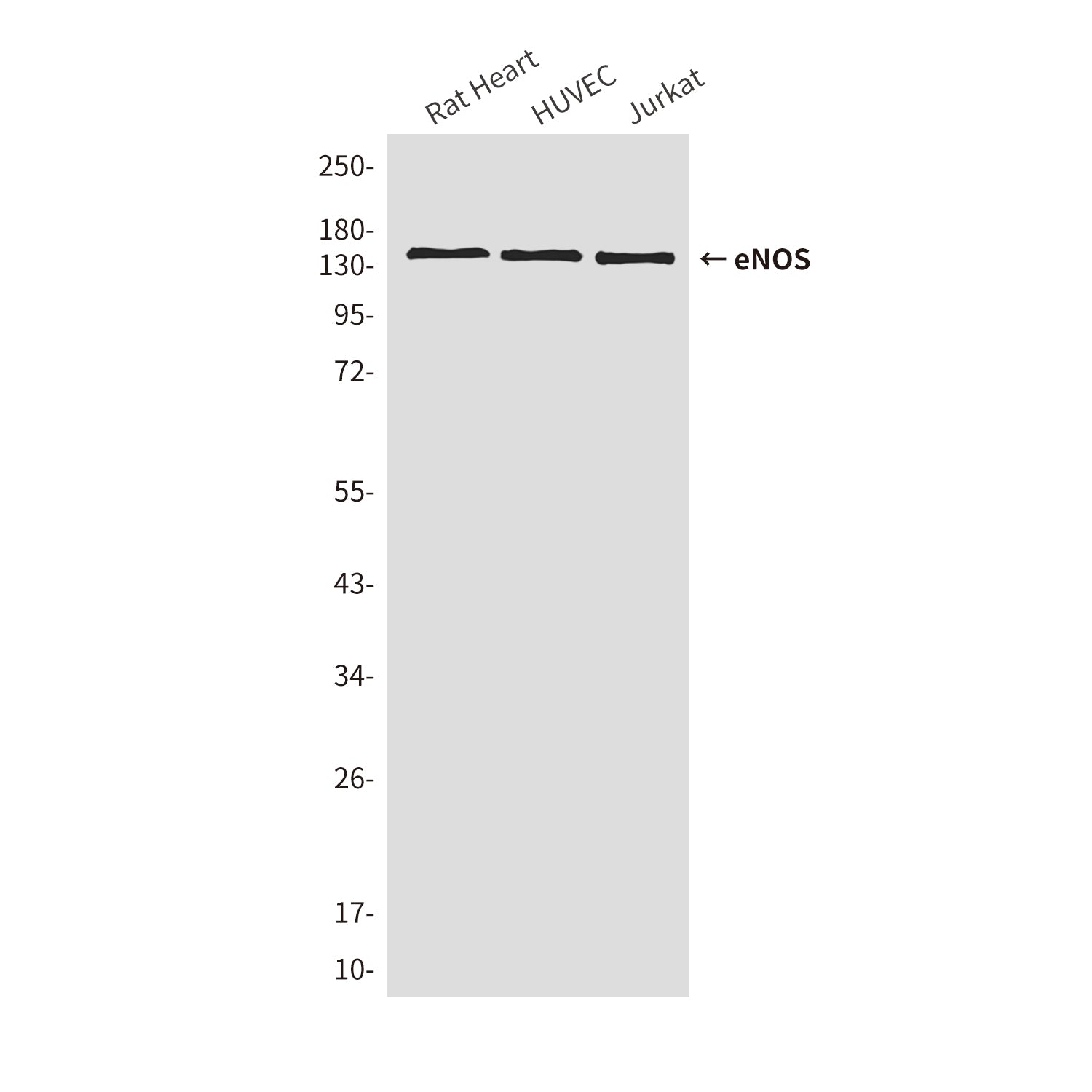 Anti-eNOS (2E8) Mouse Monoclonal Antibody