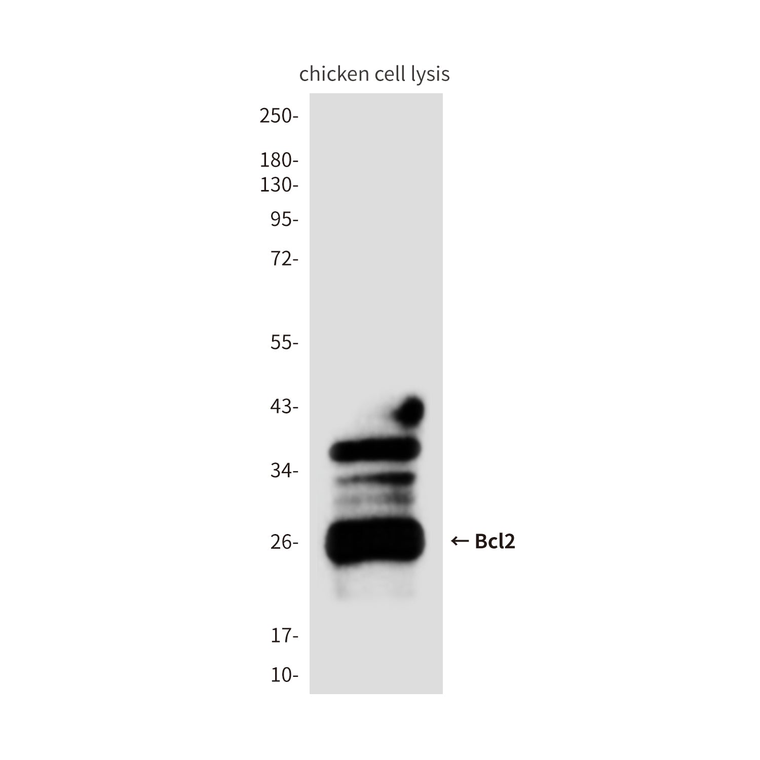 Anti-Bcl2 (3H5) Mouse Monoclonal Antibody