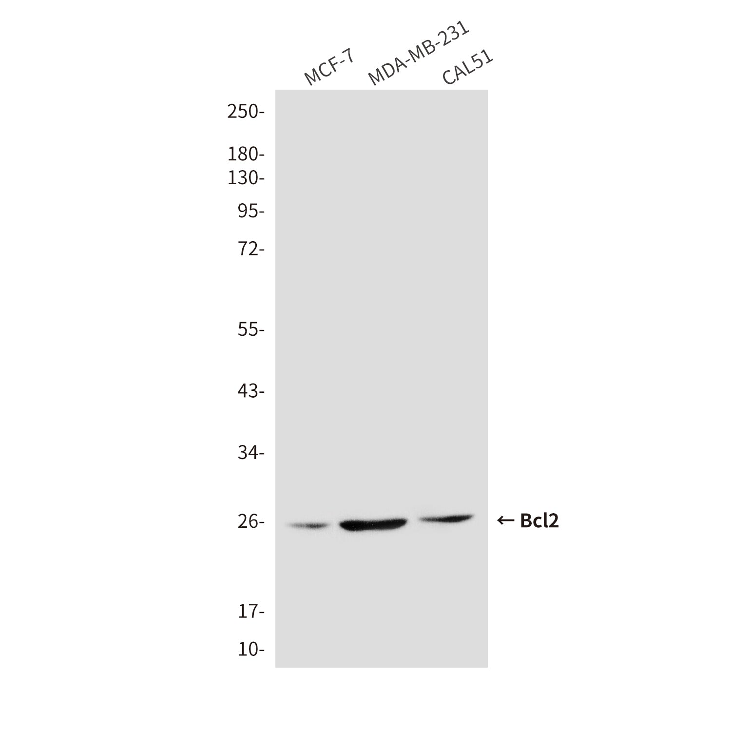 Anti-Bcl2 (3H5) Mouse Monoclonal Antibody