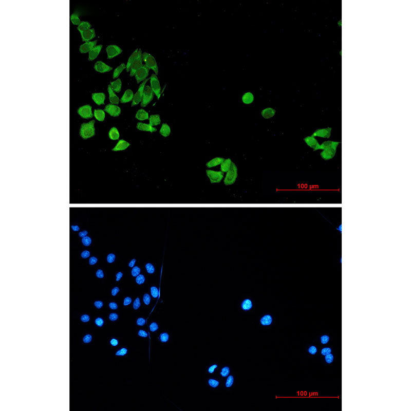 Anti-Cleaved-Caspase 8 Mouse Monoclonal Antibody