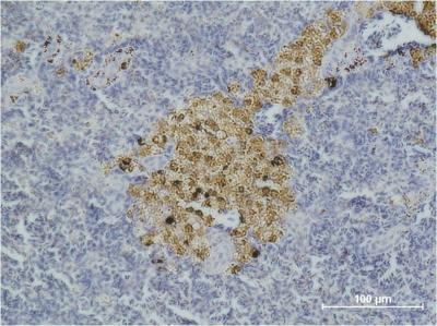 Anti-Cleaved-Caspase 8 Mouse Monoclonal Antibody