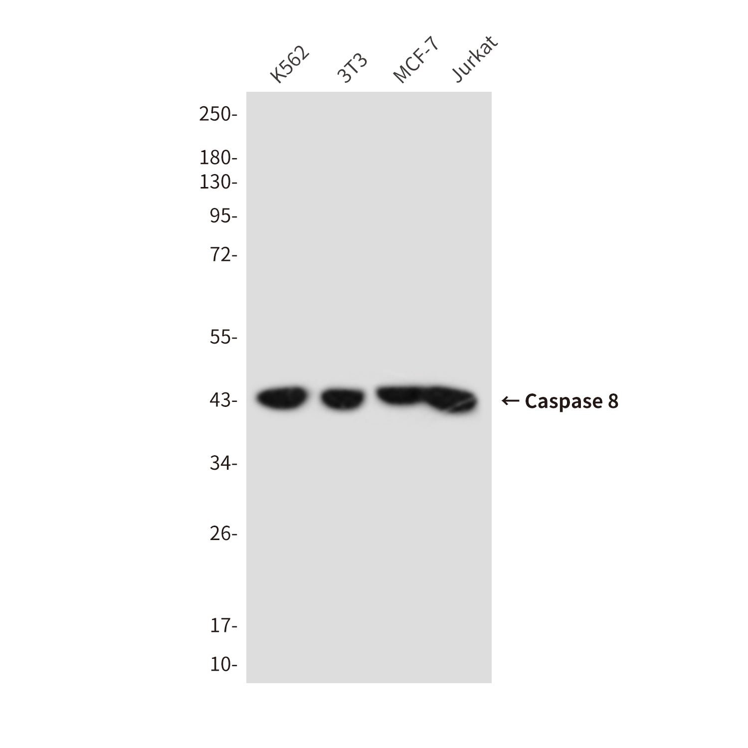 Anti-Cleaved-Caspase 8 Mouse Monoclonal Antibody