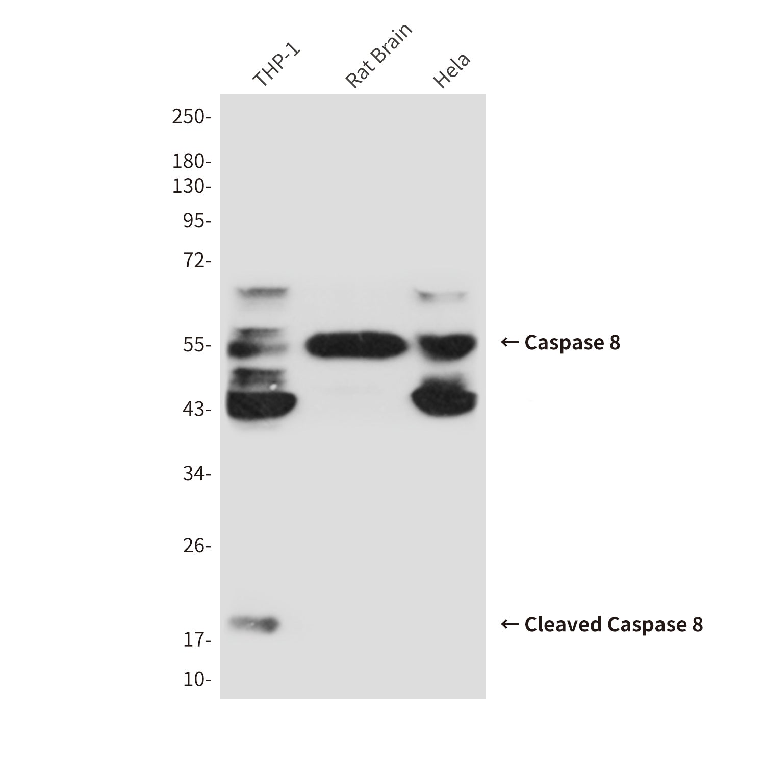 Anti-Cleaved-Caspase 8 Mouse Monoclonal Antibody