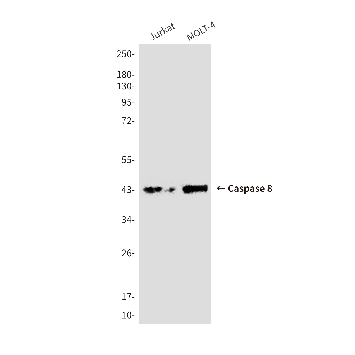 Anti-Cleaved-Caspase 8 Mouse Monoclonal Antibody