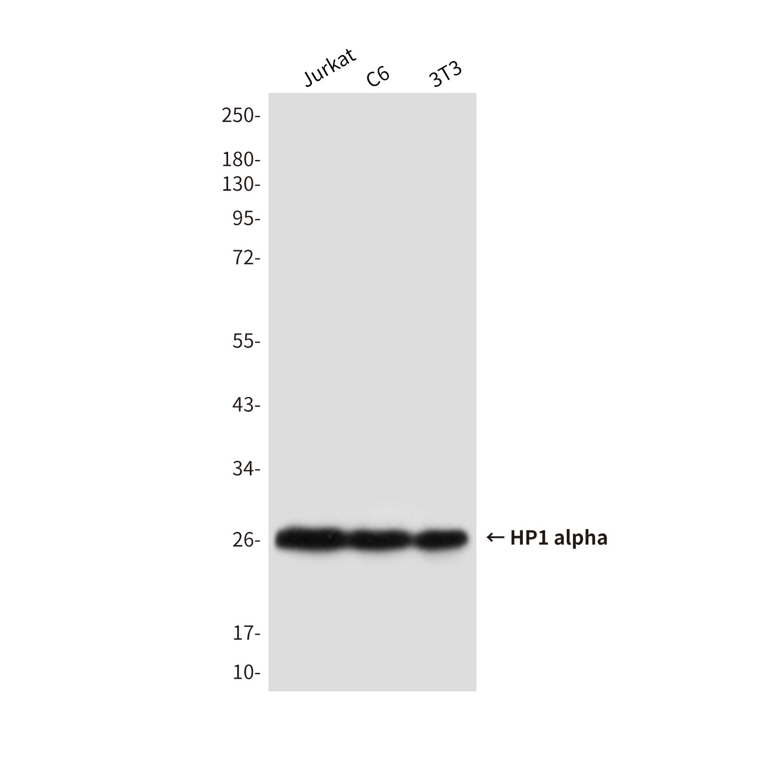 Anti-HP1 alpha Mouse Monoclonal Antibody