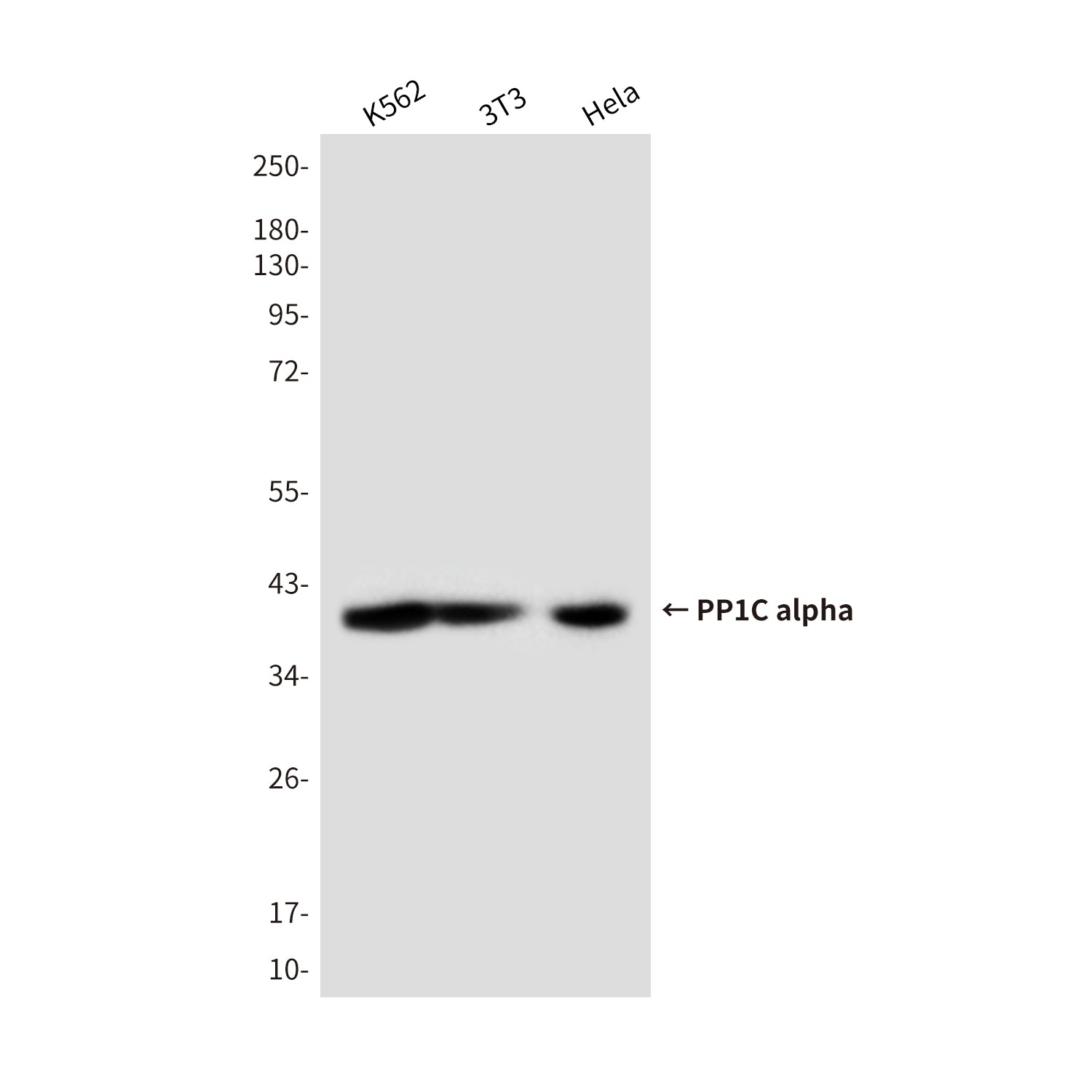 Anti-PP1C alpha Mouse Monoclonal Antibody