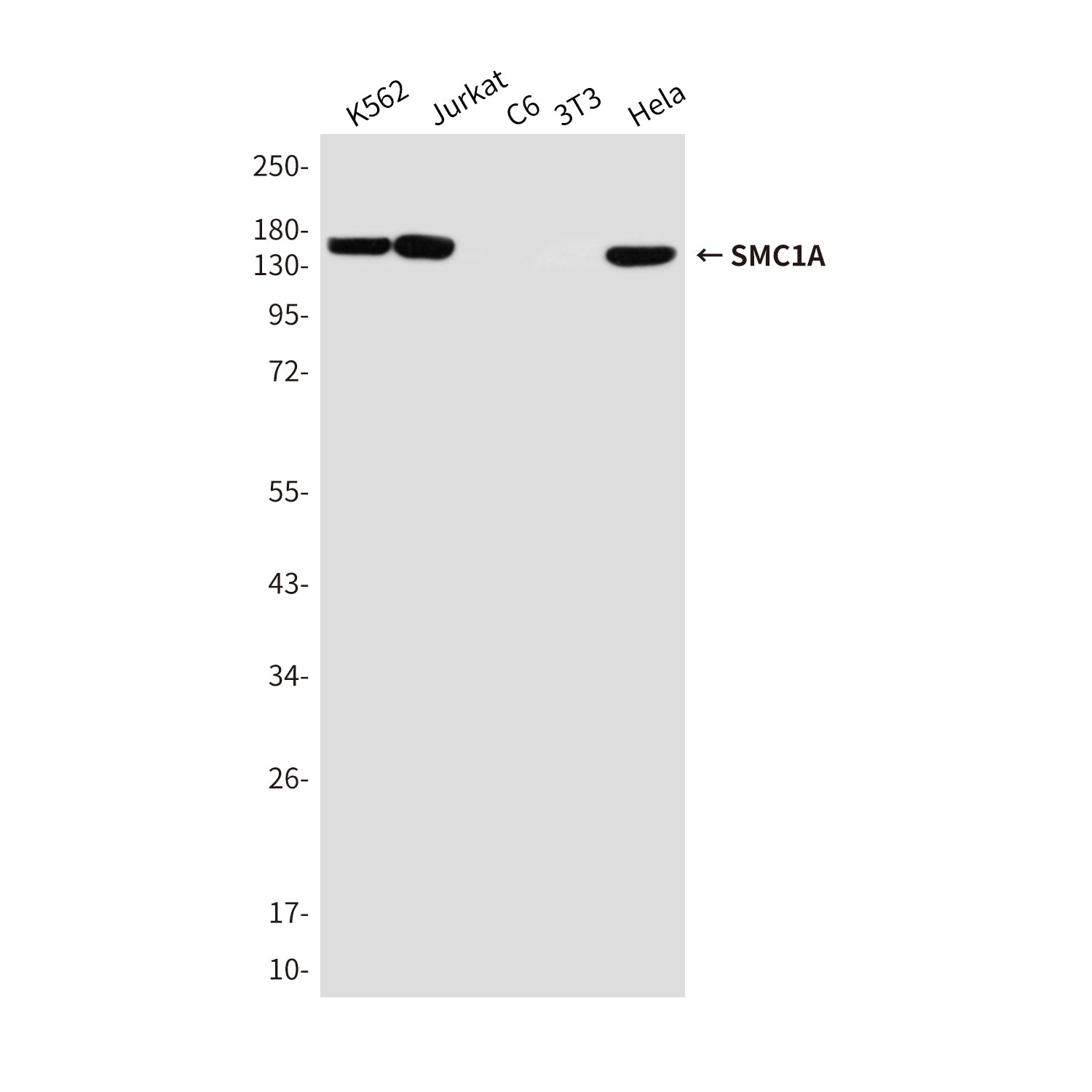 Anti-SMC1A Mouse Monoclonal Antibody
