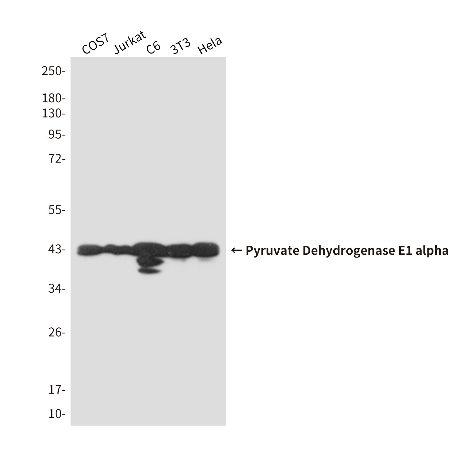 Anti-Pyruvate Dehydrogenase E1 alpha Mouse Monoclonal Antibody