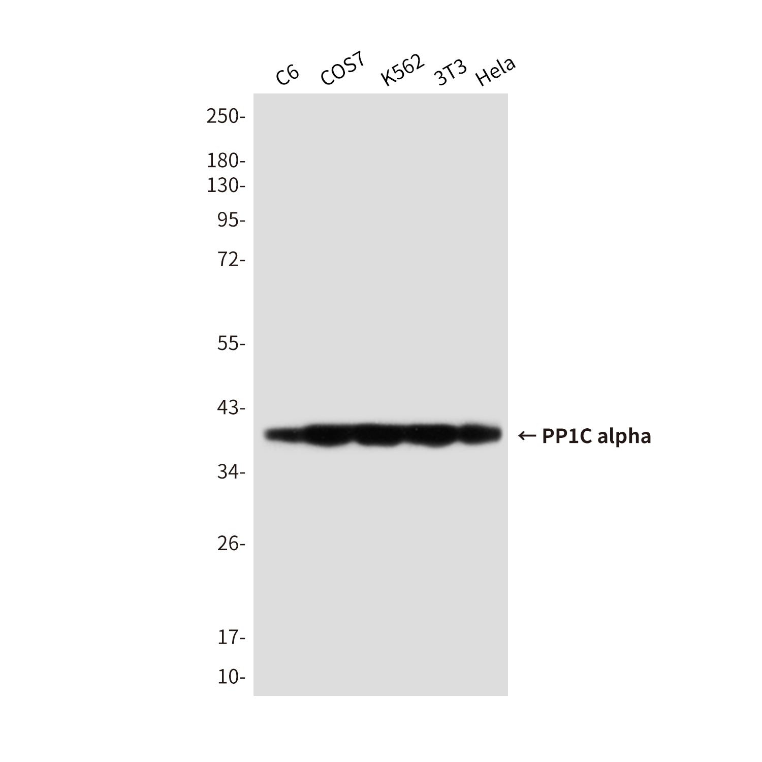 Anti-PP1C alpha Mouse Monoclonal Antibody