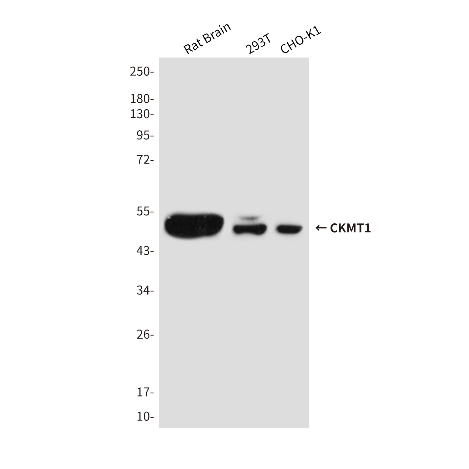 Anti-CKMT1 Mouse Monoclonal Antibody