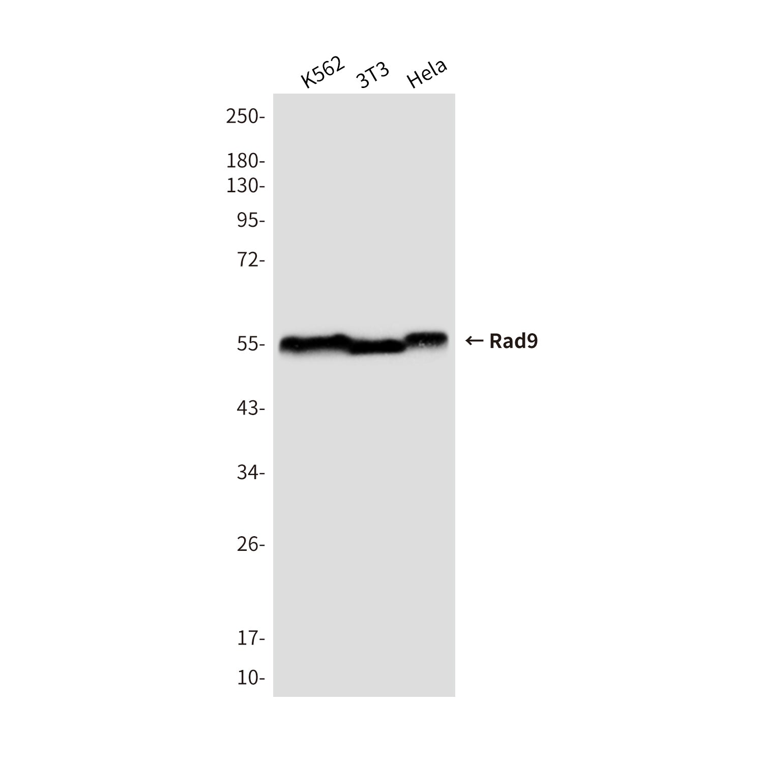 Anti-Rad9 Mouse Monoclonal Antibody