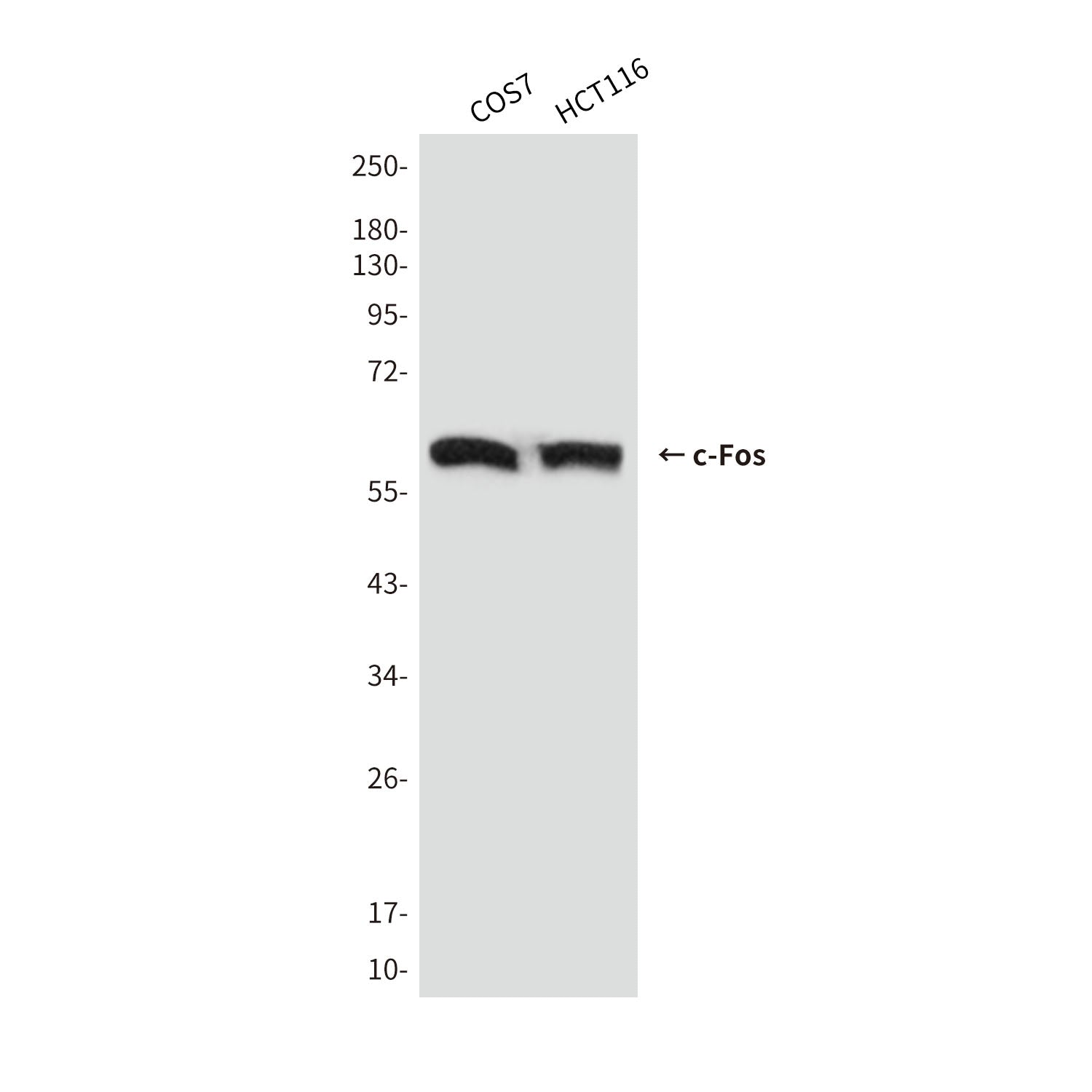 Anti-c-Fos (7D6) Mouse Monoclonal Antibody
