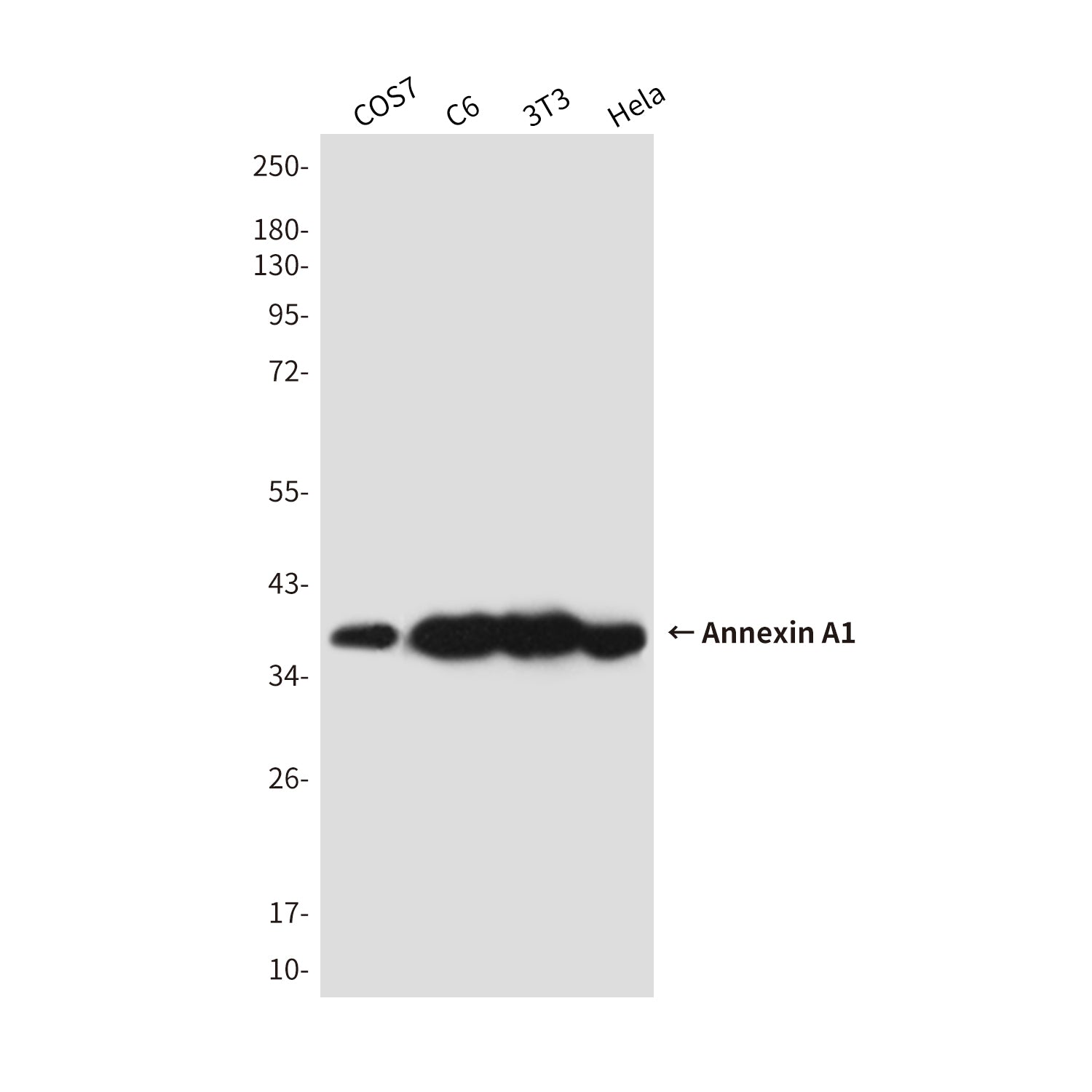 Anti-Annexin A1 Mouse Monoclonal Antibody