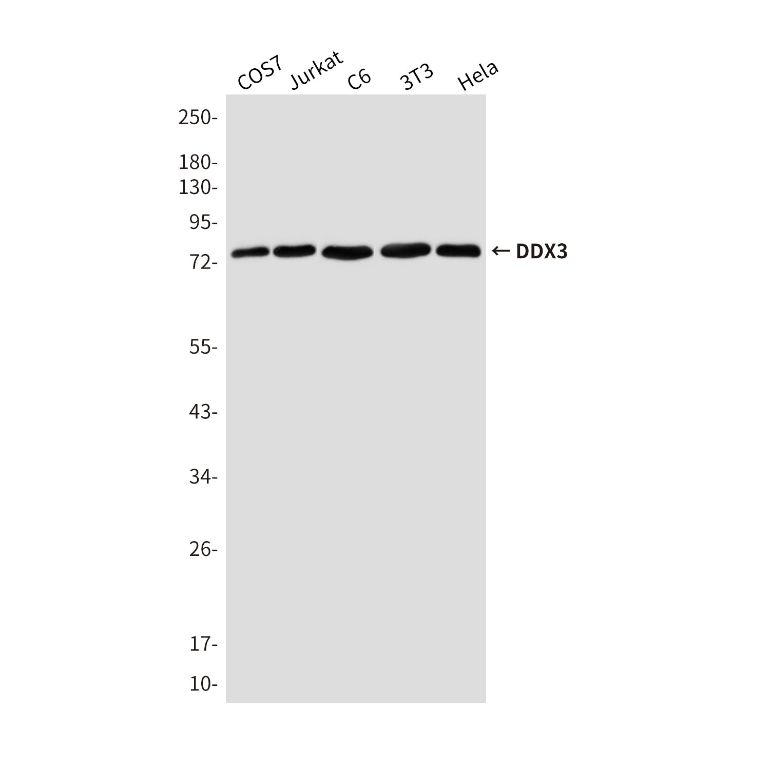 Anti-DDX3 Mouse Monoclonal Antibody