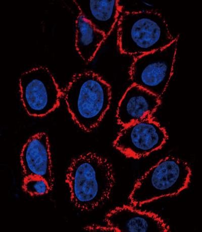 Anti-CD44 Mouse Monoclonal Antibody