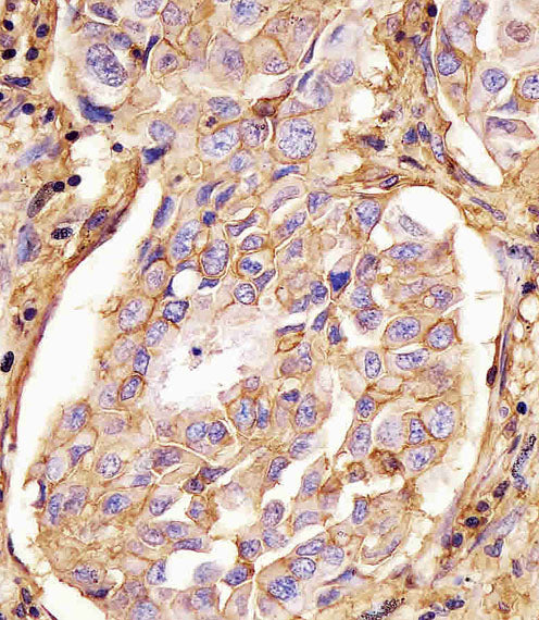 Anti-CD44 Mouse Monoclonal Antibody