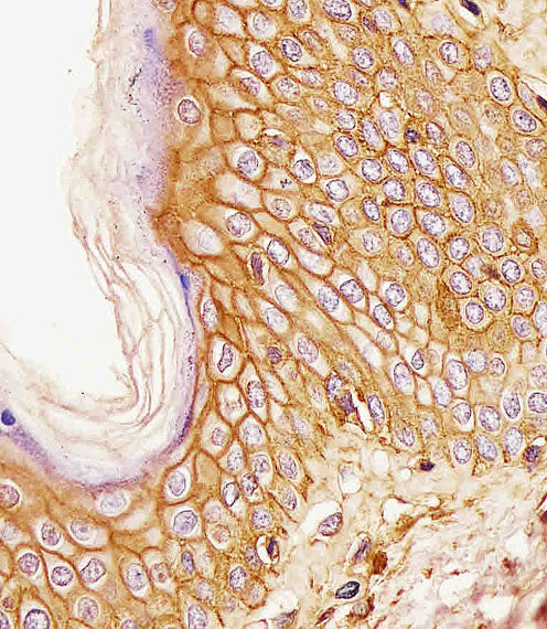 Anti-CD44 Mouse Monoclonal Antibody