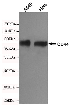 Anti-CD44 Mouse Monoclonal Antibody