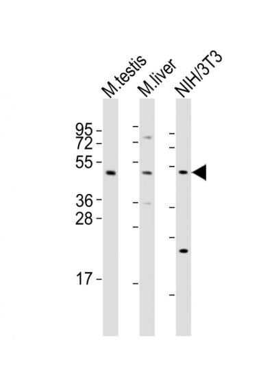 Anti-MLKL Rabbit Polyclonal Antibody