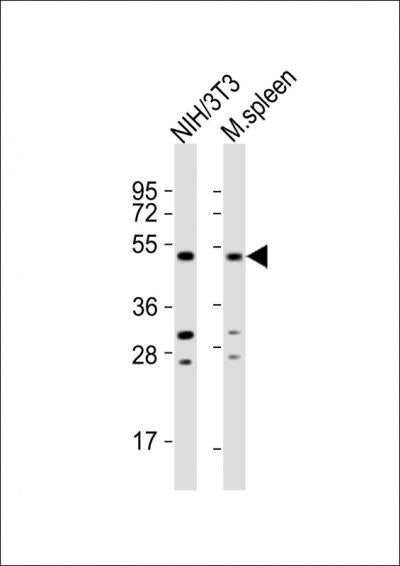 Anti-MLKL Rabbit Polyclonal Antibody