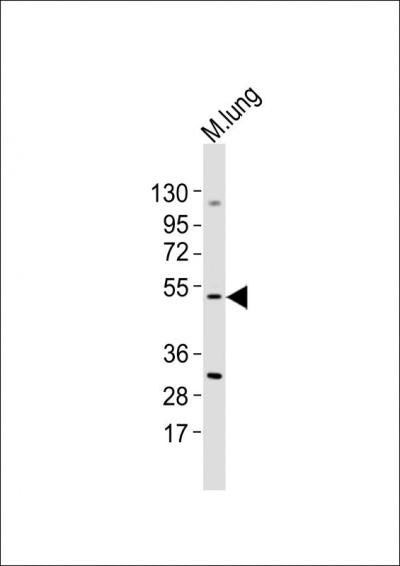 Anti-MLKL Rabbit Polyclonal Antibody