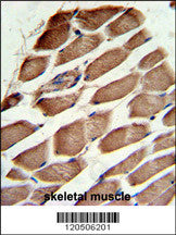 Anti-ACTR3 Rabbit Polyclonal Antibody