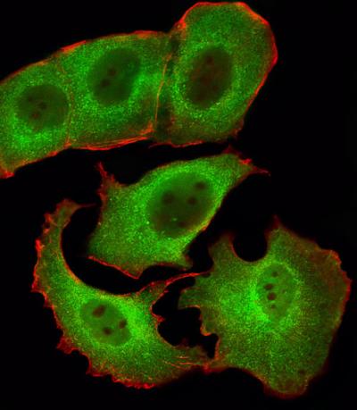 Anti-Smad1 Rabbit Polyclonal Antibody