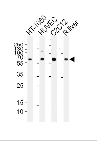 Anti-Smad1 Rabbit Polyclonal Antibody