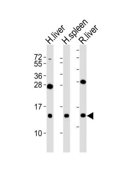 Anti-CXCL11 Rabbit Polyclonal Antibody