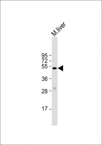 Anti-Myostatin Rabbit Polyclonal Antibody