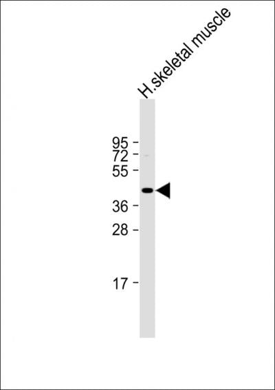 Anti-Myostatin Rabbit Polyclonal Antibody