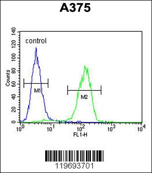 Anti-ACTR2 Rabbit Polyclonal Antibody