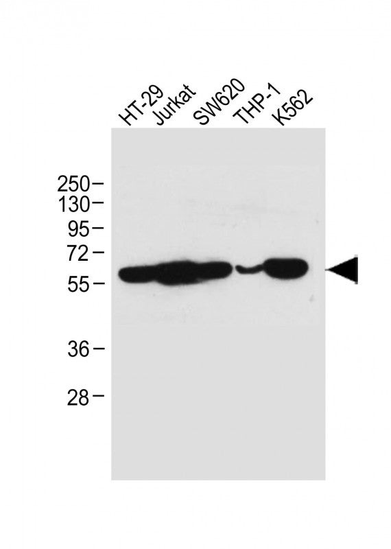 Anti-RIP3 (6B4) Mouse Monoclonal Antibody