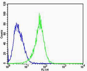 Anti-Rac1 (1F4) Mouse Monoclonal Antibody