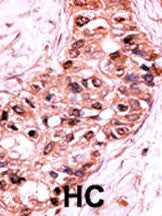 Anti-Phospho-Caspase 9 (Ser196) Rabbit Polyclonal Antibody