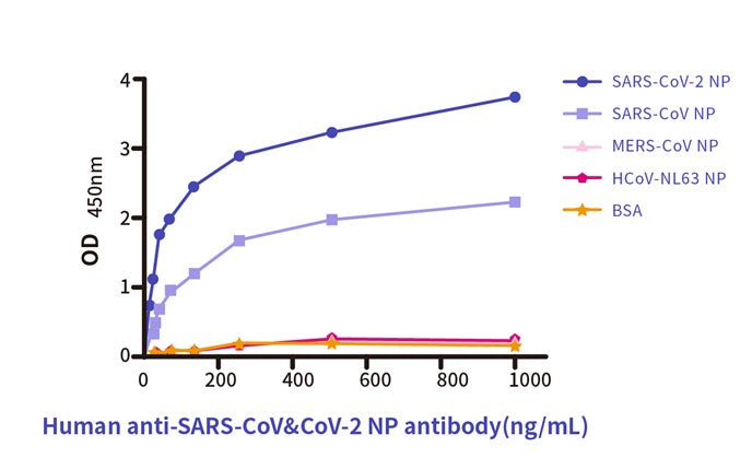 Anti-Human Anti-SARS CoV/CoV 2 NP