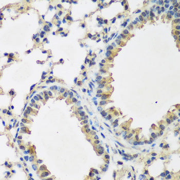 Anti-BMP2 Rabbit Polyclonal Antibody