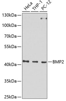 Anti-BMP2 Rabbit Polyclonal Antibody