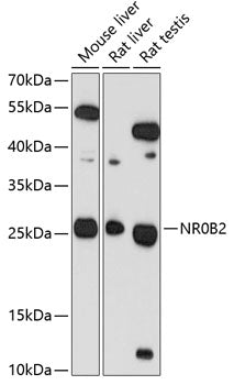 Anti-NR0B2 Rabbit Polyclonal Antibody
