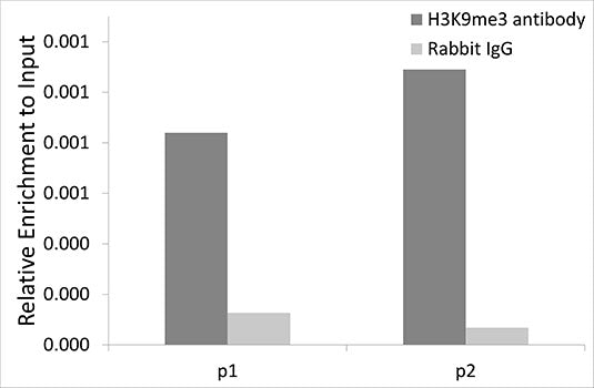 Anti-TriMethyl-Histone H3 (Lys9) Rabbit Polyclonal Antibody