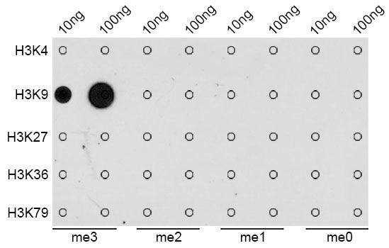 Anti-TriMethyl-Histone H3 (Lys9) Rabbit Polyclonal Antibody