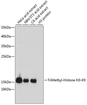 Anti-TriMethyl-Histone H3 (Lys9) Rabbit Polyclonal Antibody
