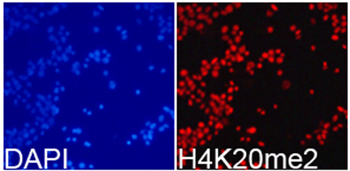 Anti-DiMethyl-Histone H4 (Lys20) Rabbit Polyclonal Antibody
