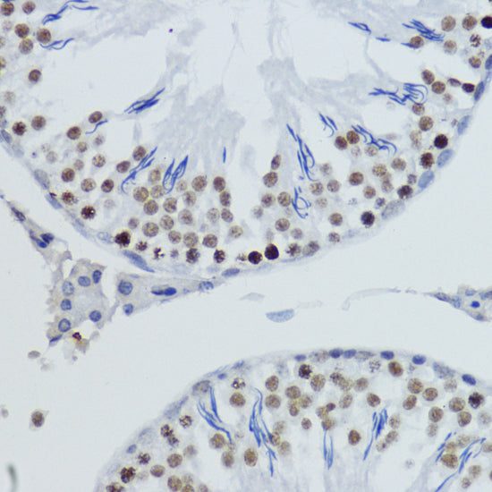 Anti-DiMethyl-Histone H4 (Lys20) Rabbit Polyclonal Antibody