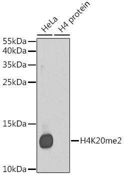 Anti-DiMethyl-Histone H4 (Lys20) Rabbit Polyclonal Antibody