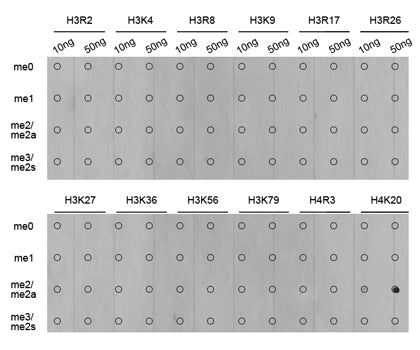Anti-DiMethyl-Histone H4 (Lys20) Rabbit Polyclonal Antibody