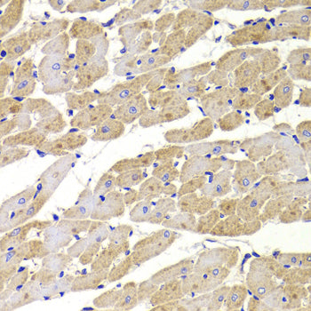 Anti-Mitochondrial Fission 1 Protein Rabbit Polyclonal Antibody