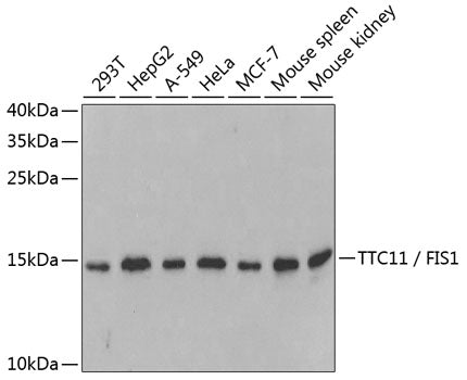 Anti-Mitochondrial Fission 1 Protein Rabbit Polyclonal Antibody