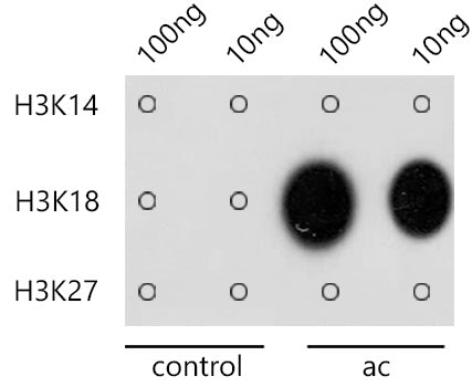 Anti-Acetyl-Histone H3 (Lys18) Rabbit Polyclonal Antibody